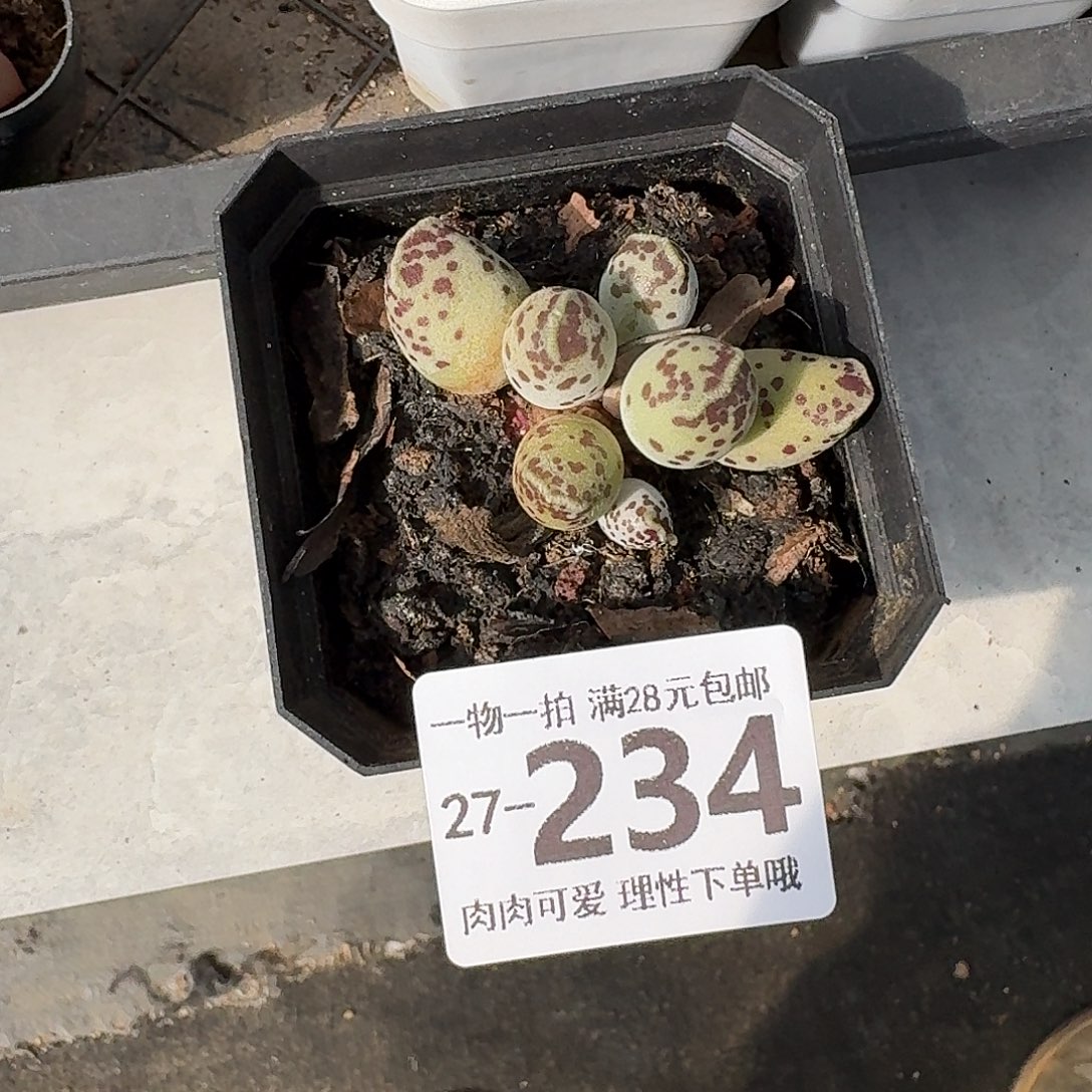 海豹会掉叶子不售后无盆土发货