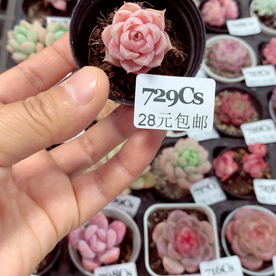 5厘米精控多肉729