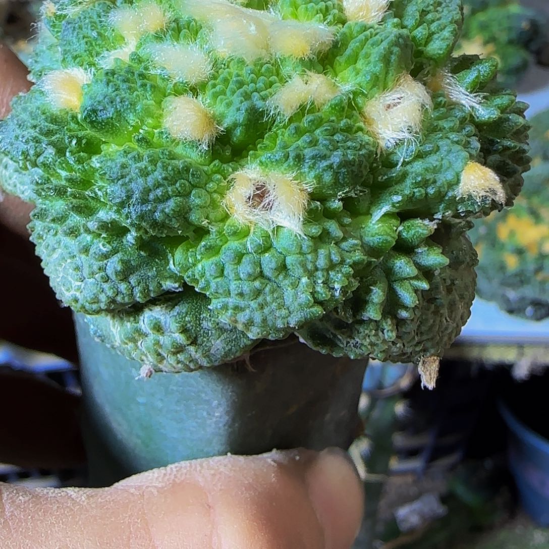 哥怒了128仙人球开花