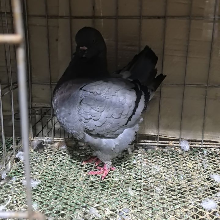 巨型纯种招财元宝鸽观赏鸽肉鸽种鸽活物