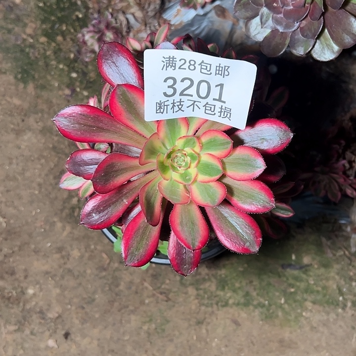 w***n3201香奈儿多肉植物