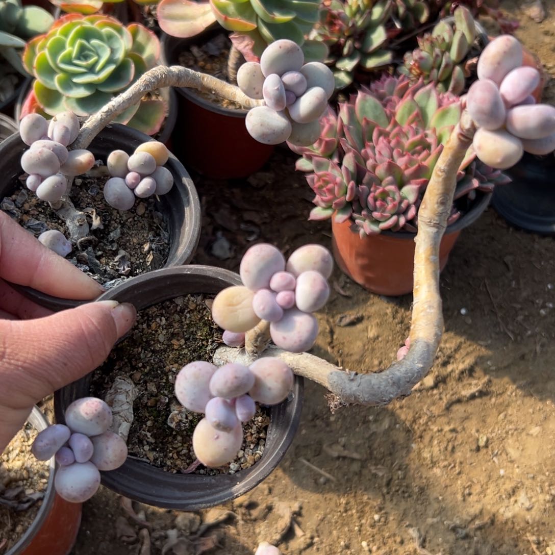 多肉植物两颗桃美人