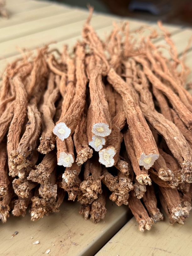 (小中条)贵州本地黄党参农户自然晾晒