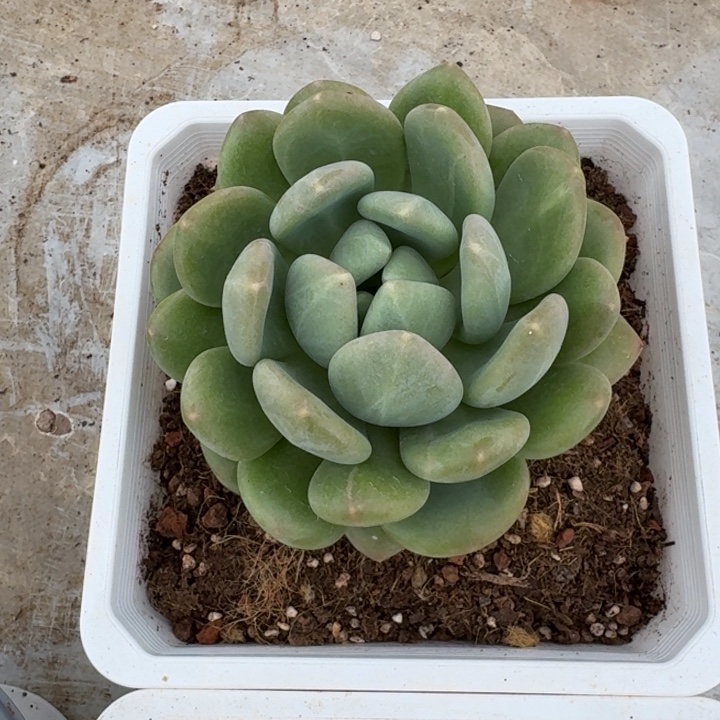 奶龙 单头  一物一拍