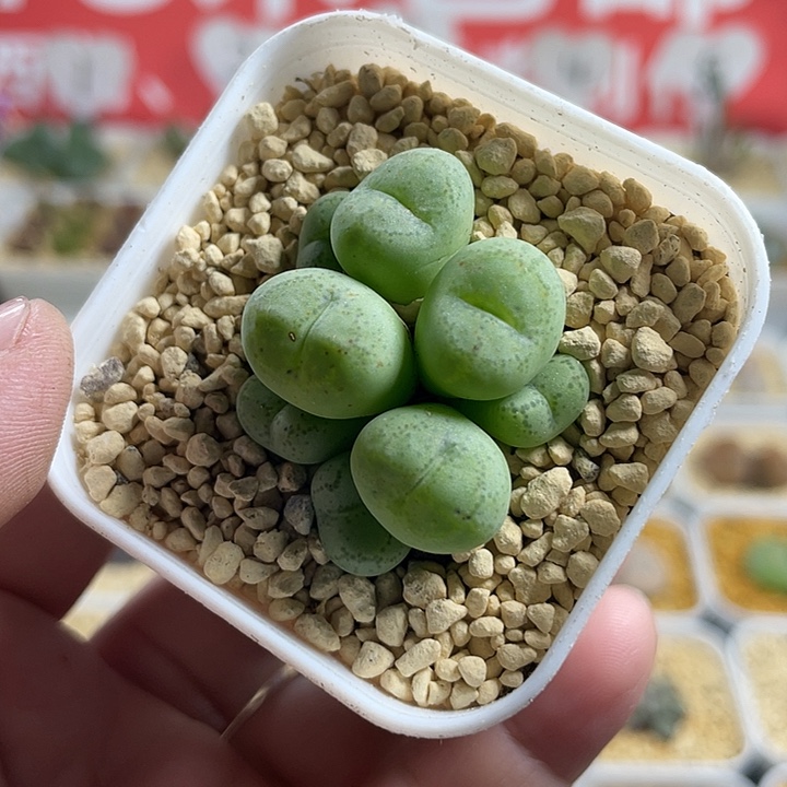 佳人园艺多肉生石花猴脸550