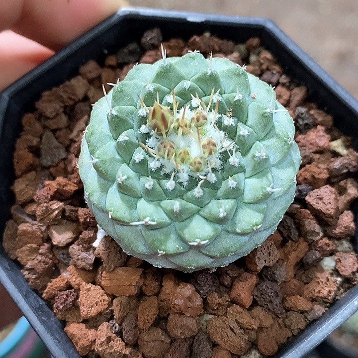 孤品实生矮胖菊水仙人球3.6cm带花苞仙人球