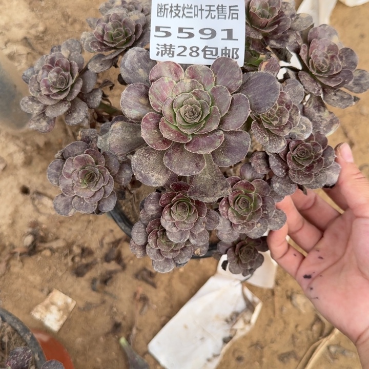 5591二号棚黑钻多肉A