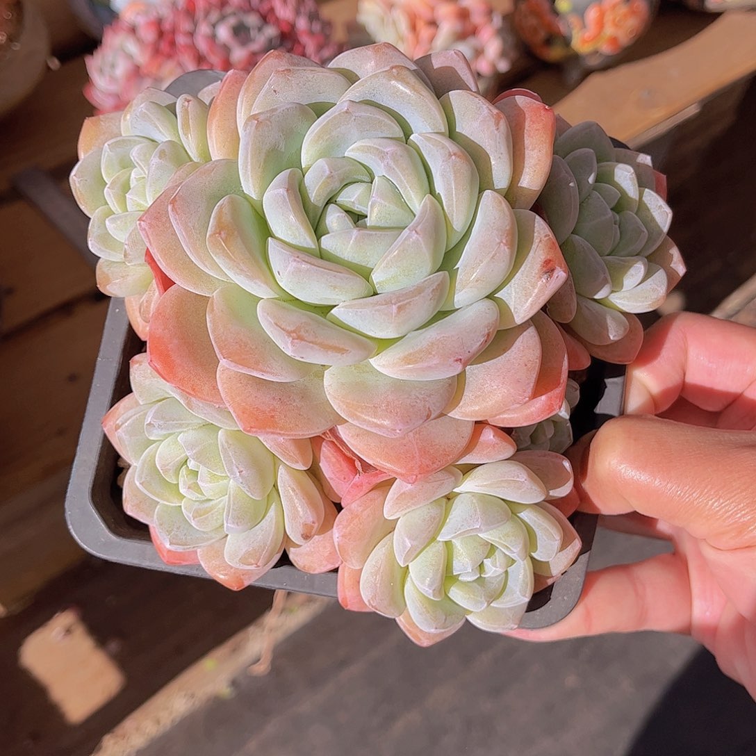 韩版奶油冰玉多肉