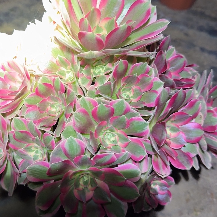 新品种妖月老桩亏本福利