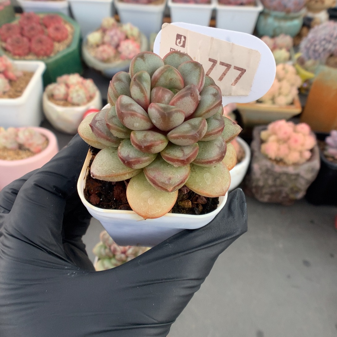 777 葡萄多肉多肉