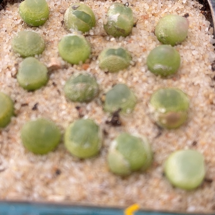 拉登一颗0.6-0.8厘米。   