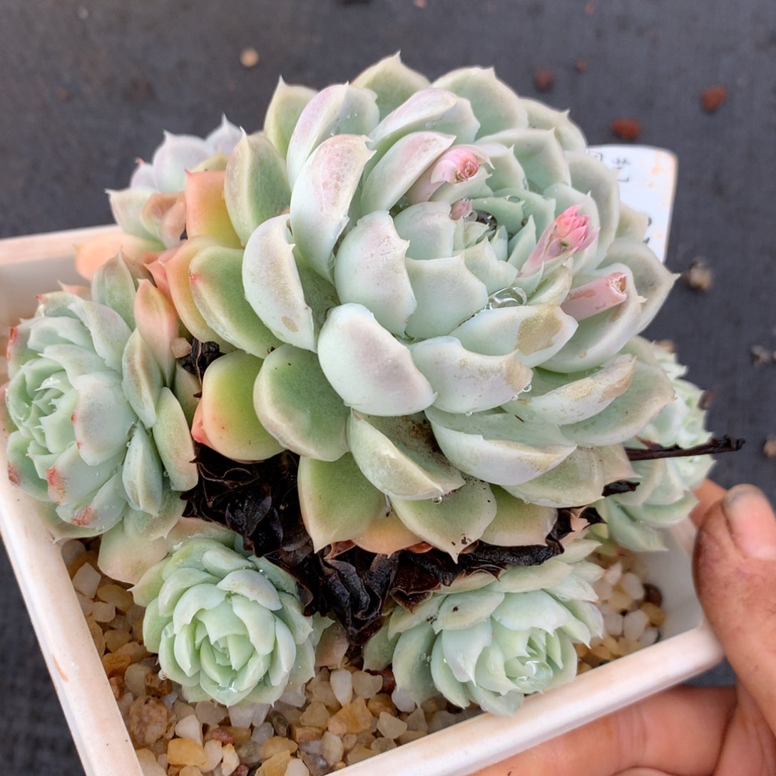 8782杂交多肉老桩