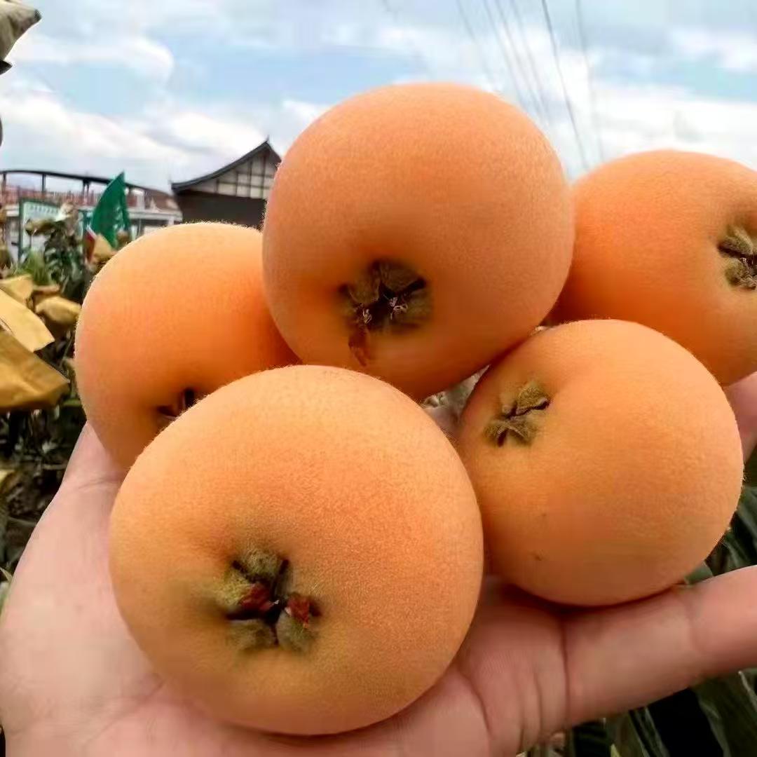 正宗【嫁接大五星】枇杷树苗大果型南北庭院绿植物阳台花园好成活