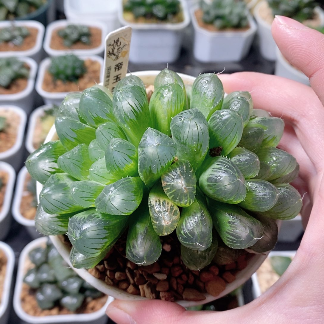 多头帝玉露多肉植物多肉植物