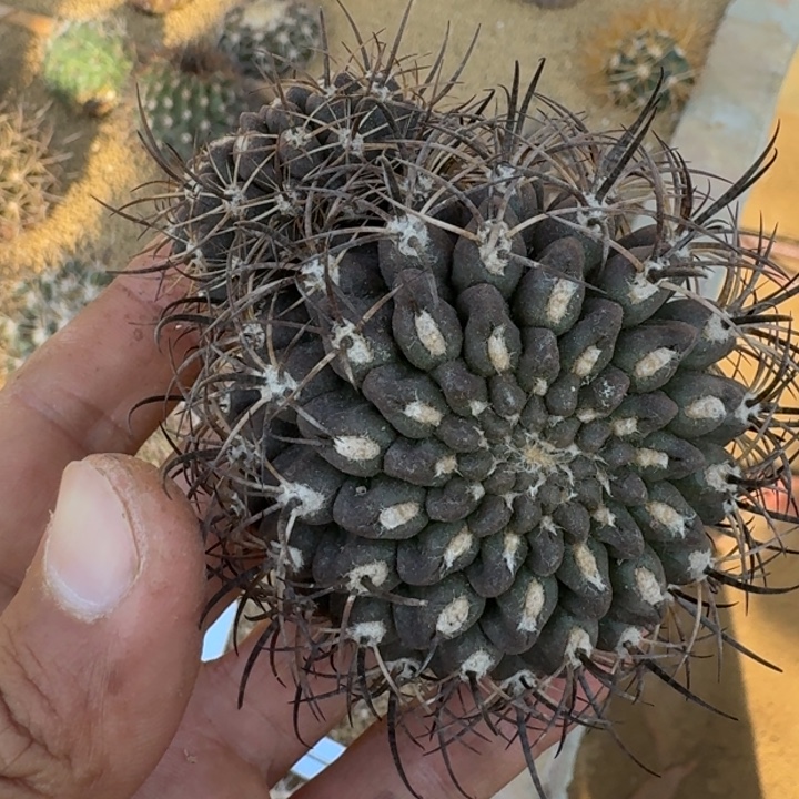 短刺狐龙丸有根6666666