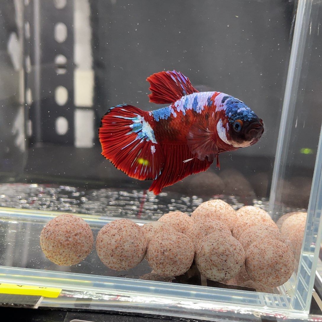 斗鱼12.7 巨斗 025