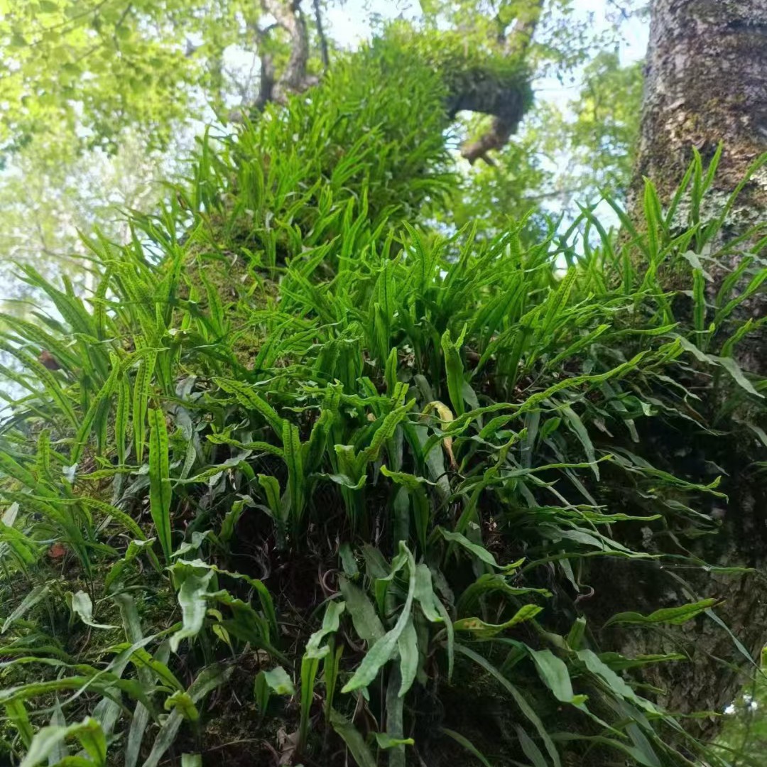 大山里的黄金草（50克）