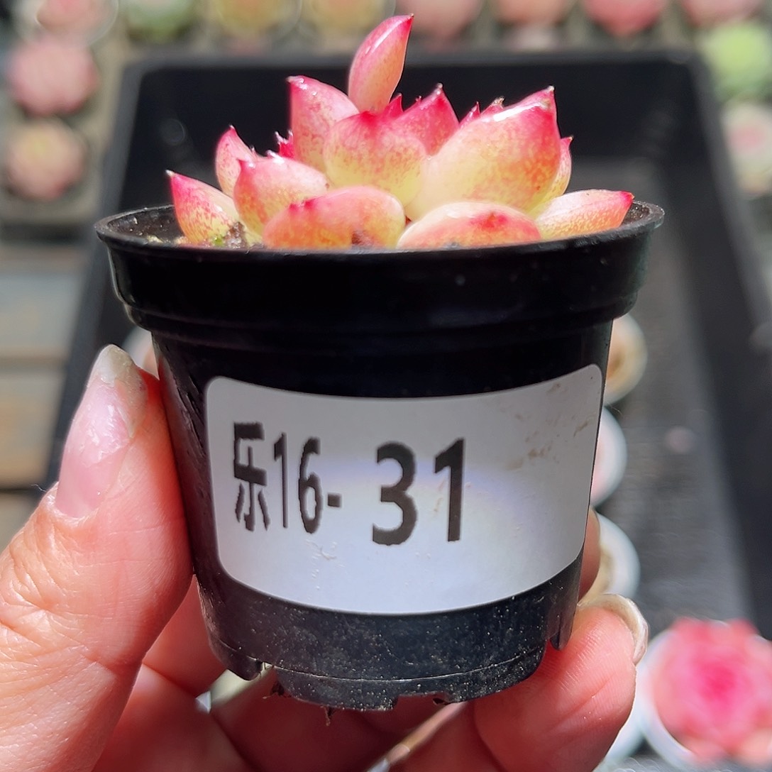 木乐16-31新品单头