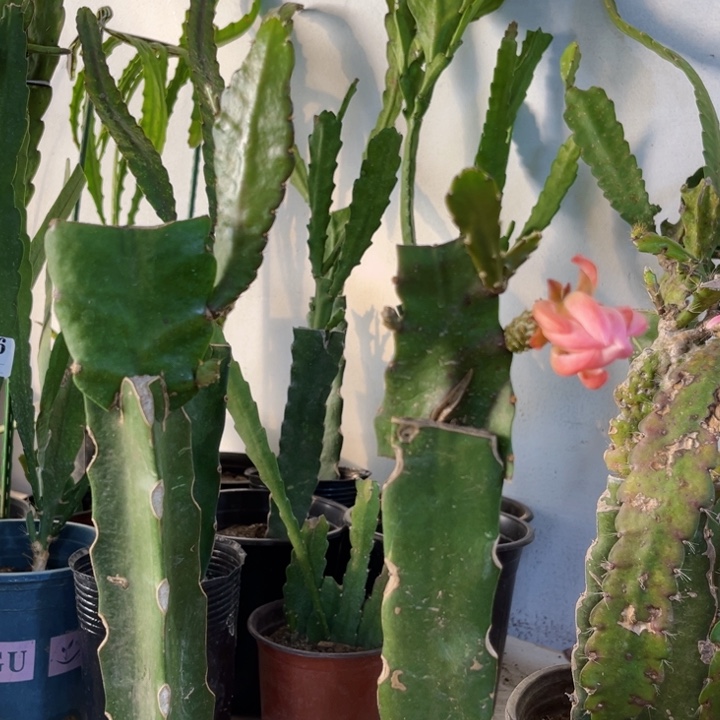 当前无花栽培后可以开花嘟***狗929