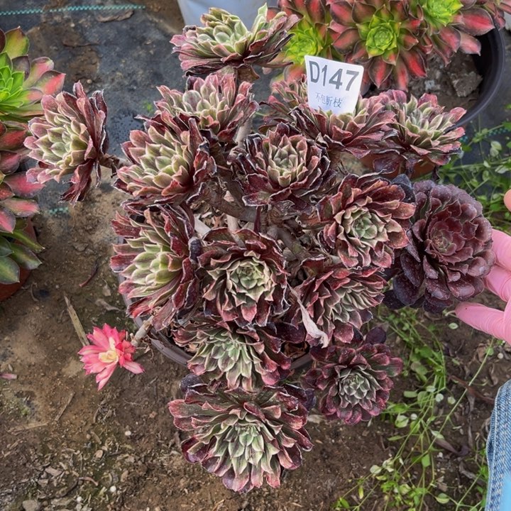 147粉墨多肉法师不包断枝