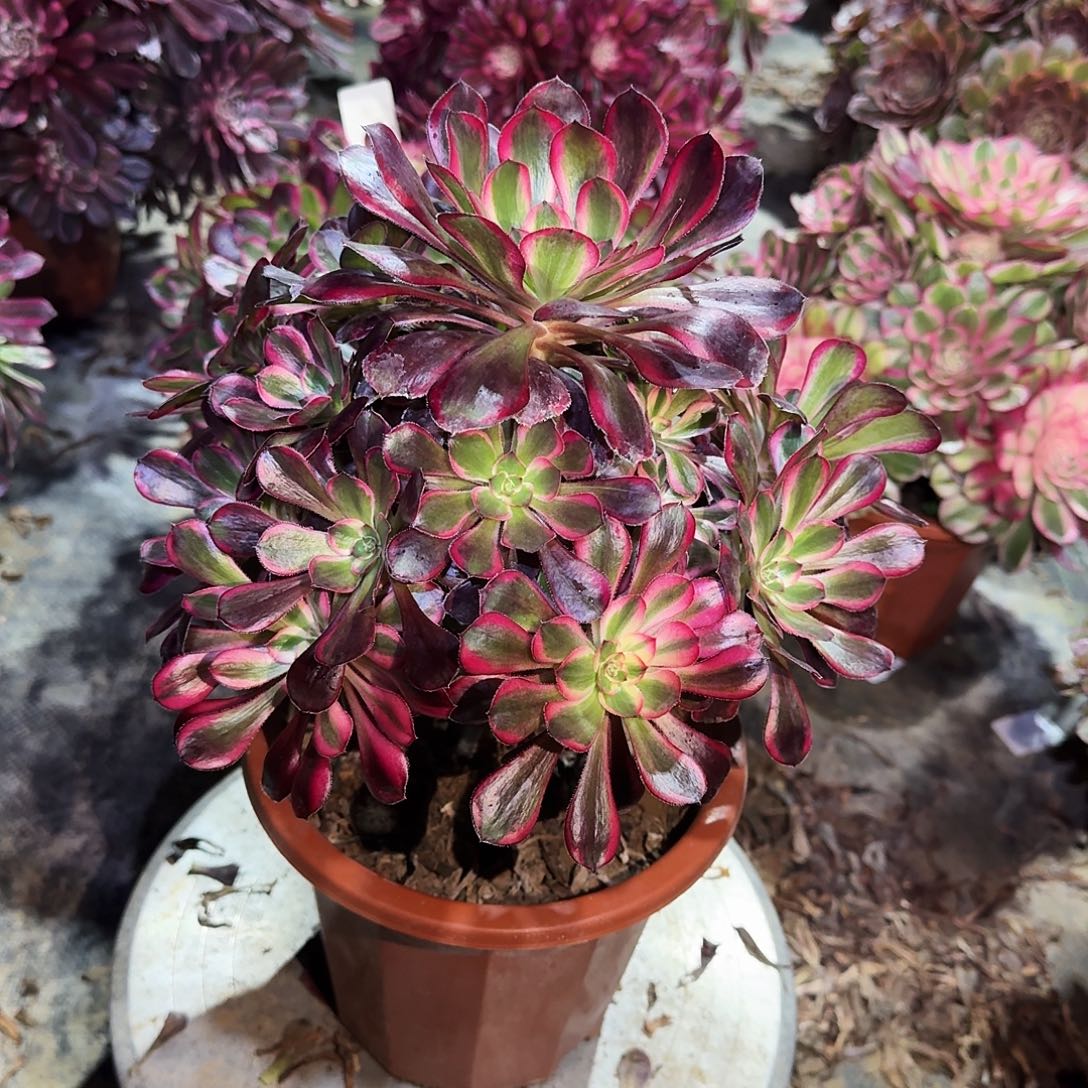 多肉植物丽娜0717