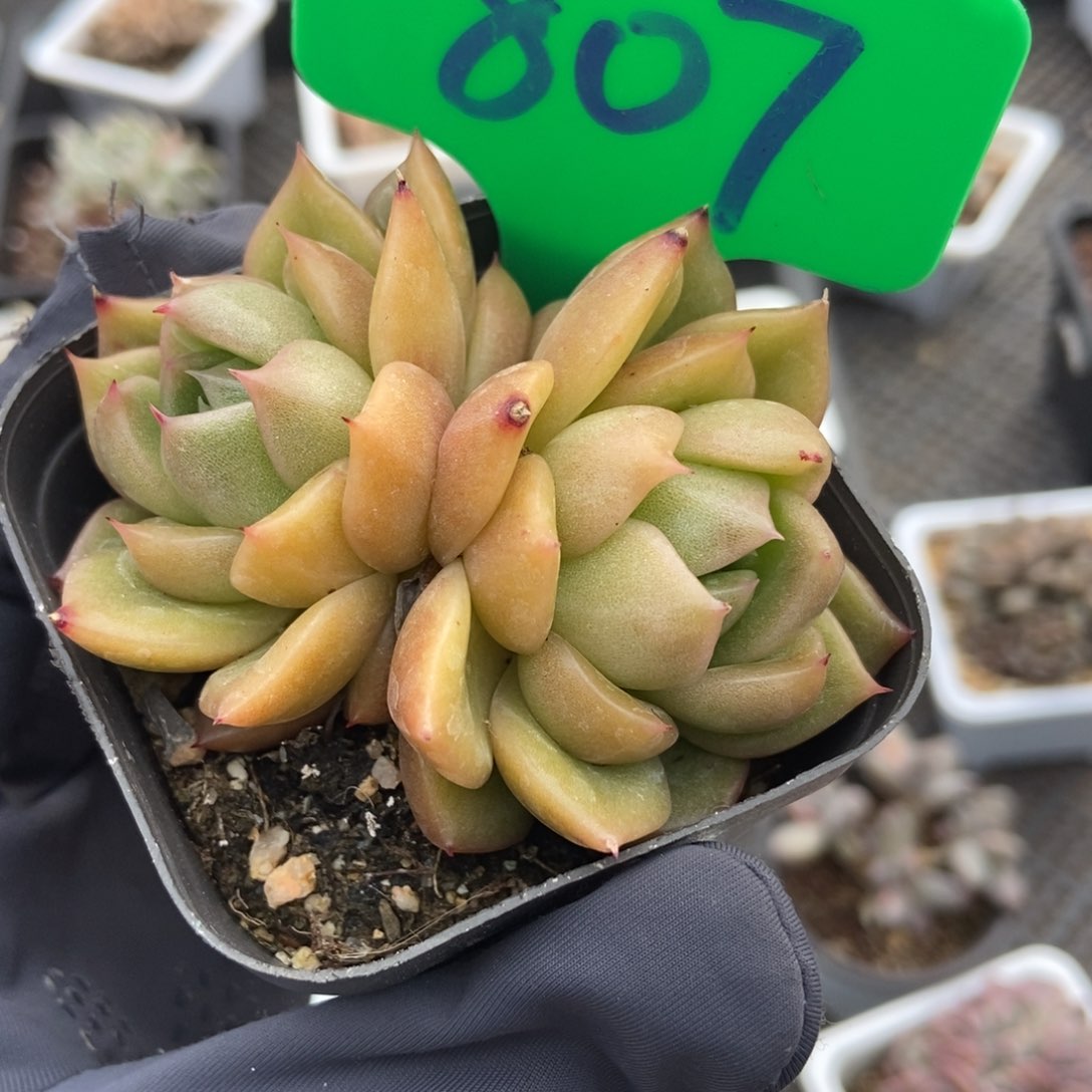 807冰橙多肉植物保护