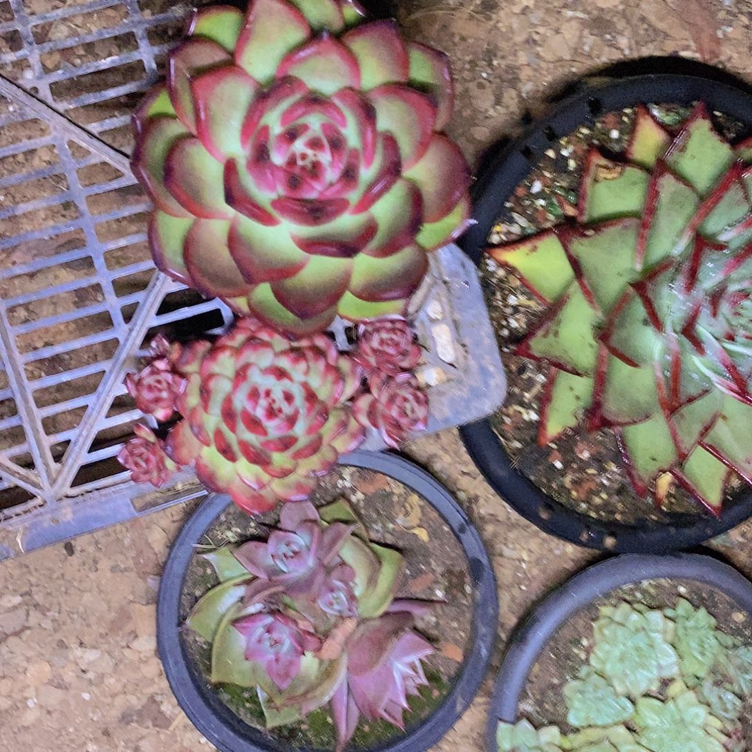 多肉植物福利组合