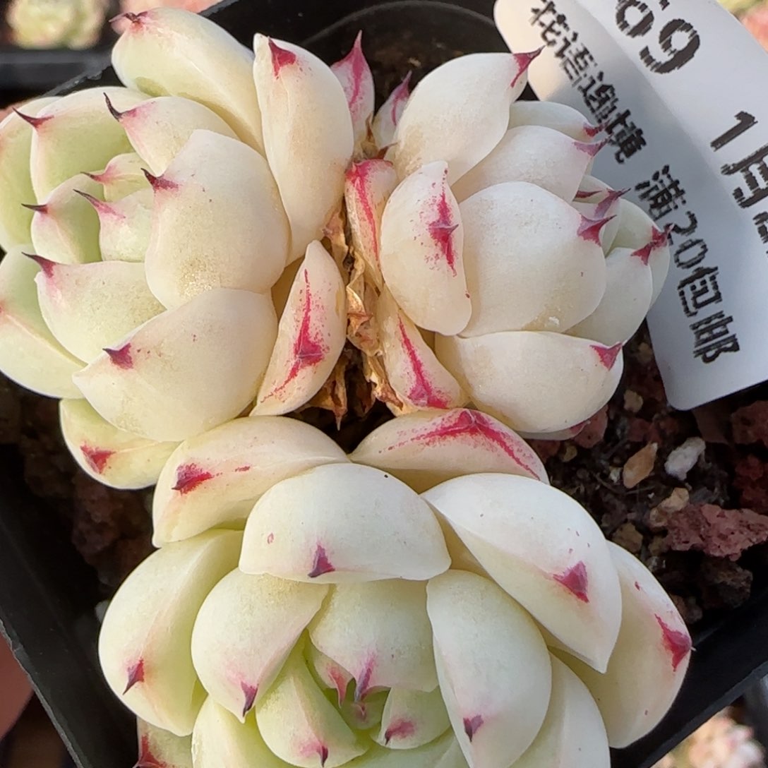 花语逸境0122-369