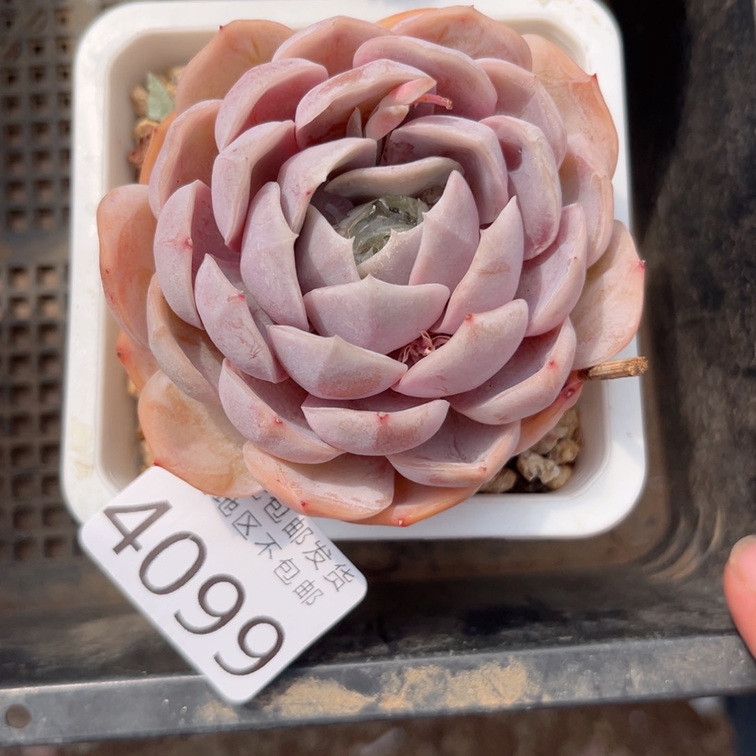 大4099:）x b vb n n