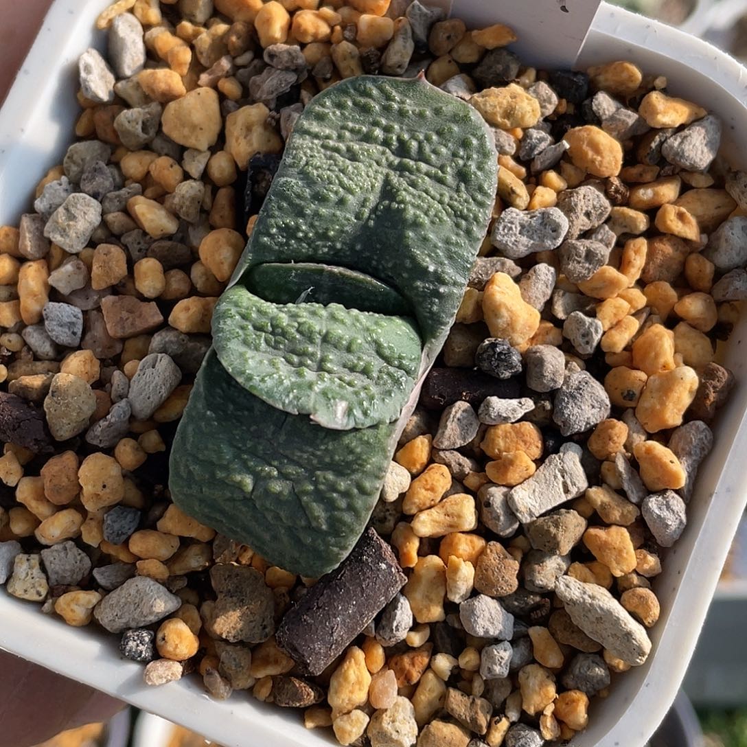 631弱白锦脱土发11111