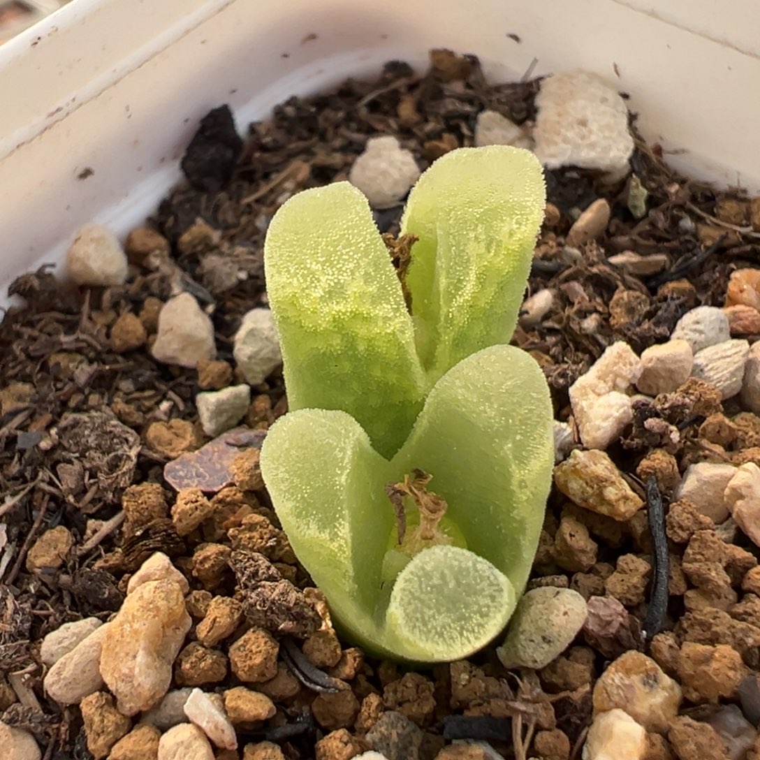 152多肉植物种类多样