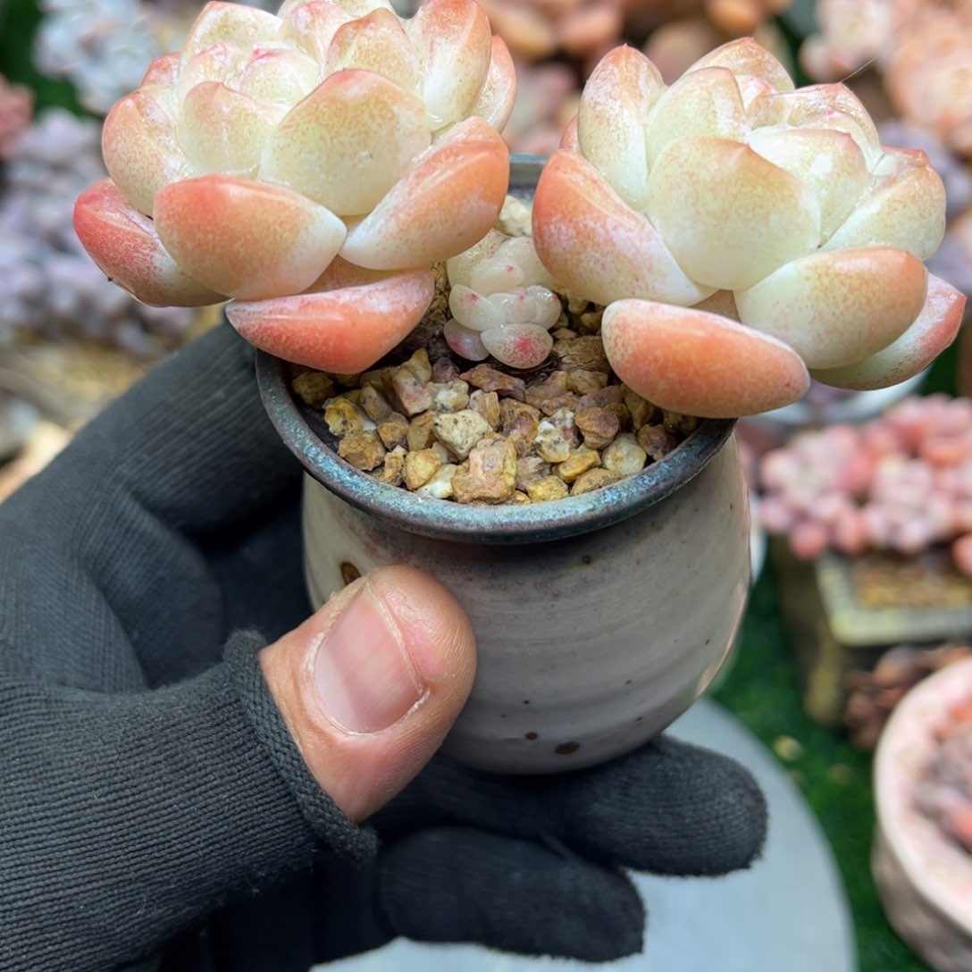 l lo ju ne l l l l l l l