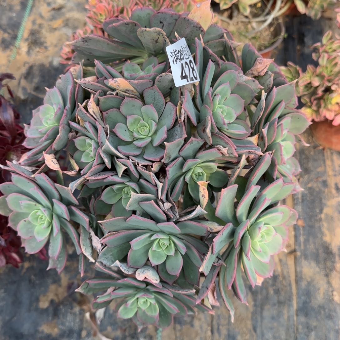 粉仙桃多肉428满28包邮断枝不包会氧化黑斑