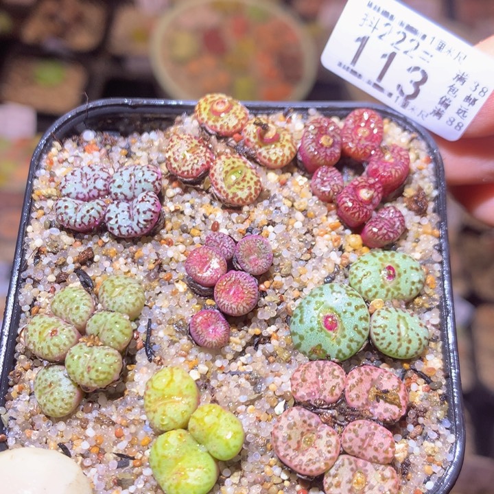 精品生石花222.113