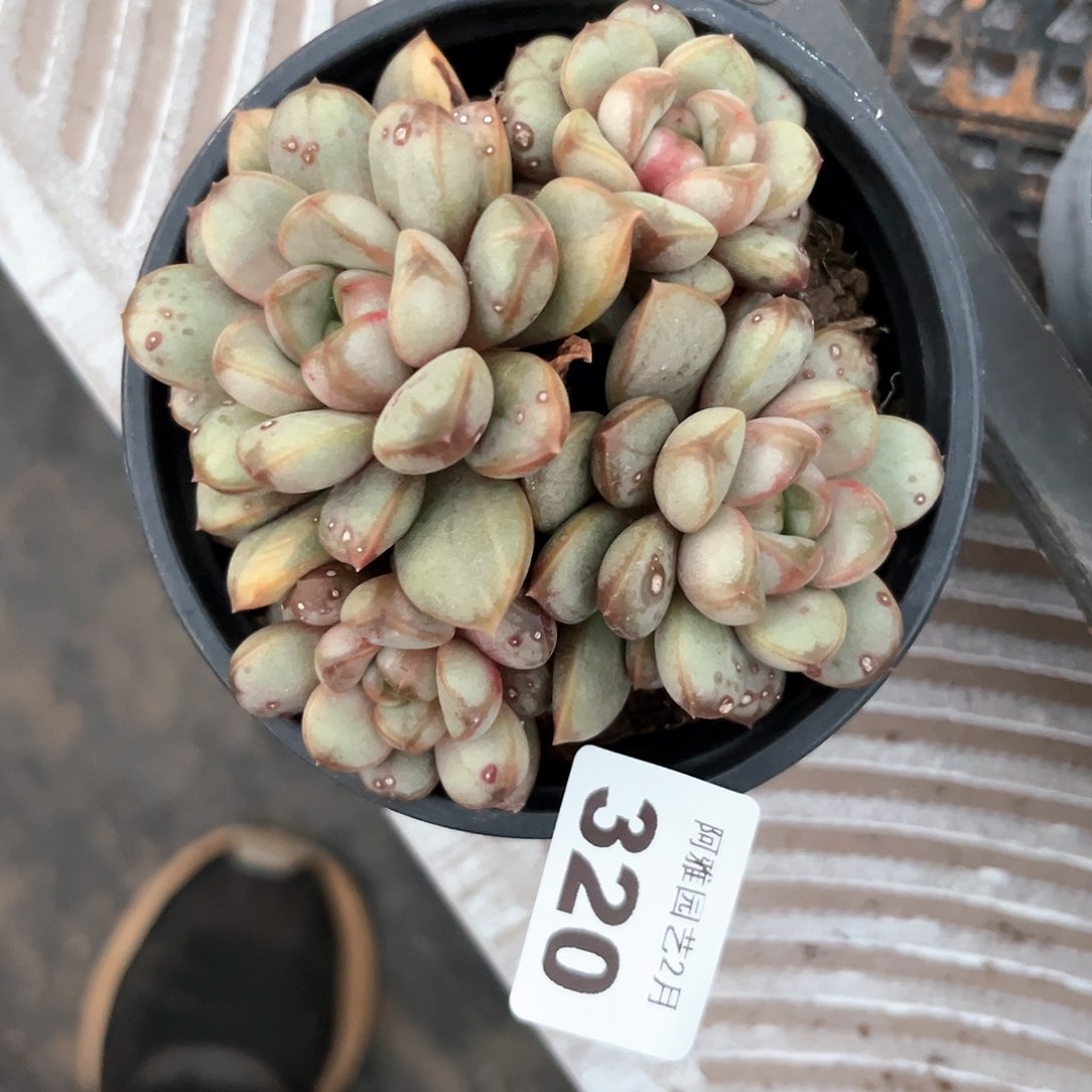 阿雅园艺。       320