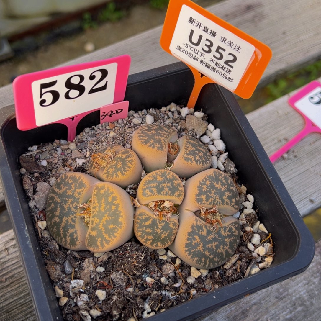 352 一物一拍，默认有伤，介意勿拍，不退不换