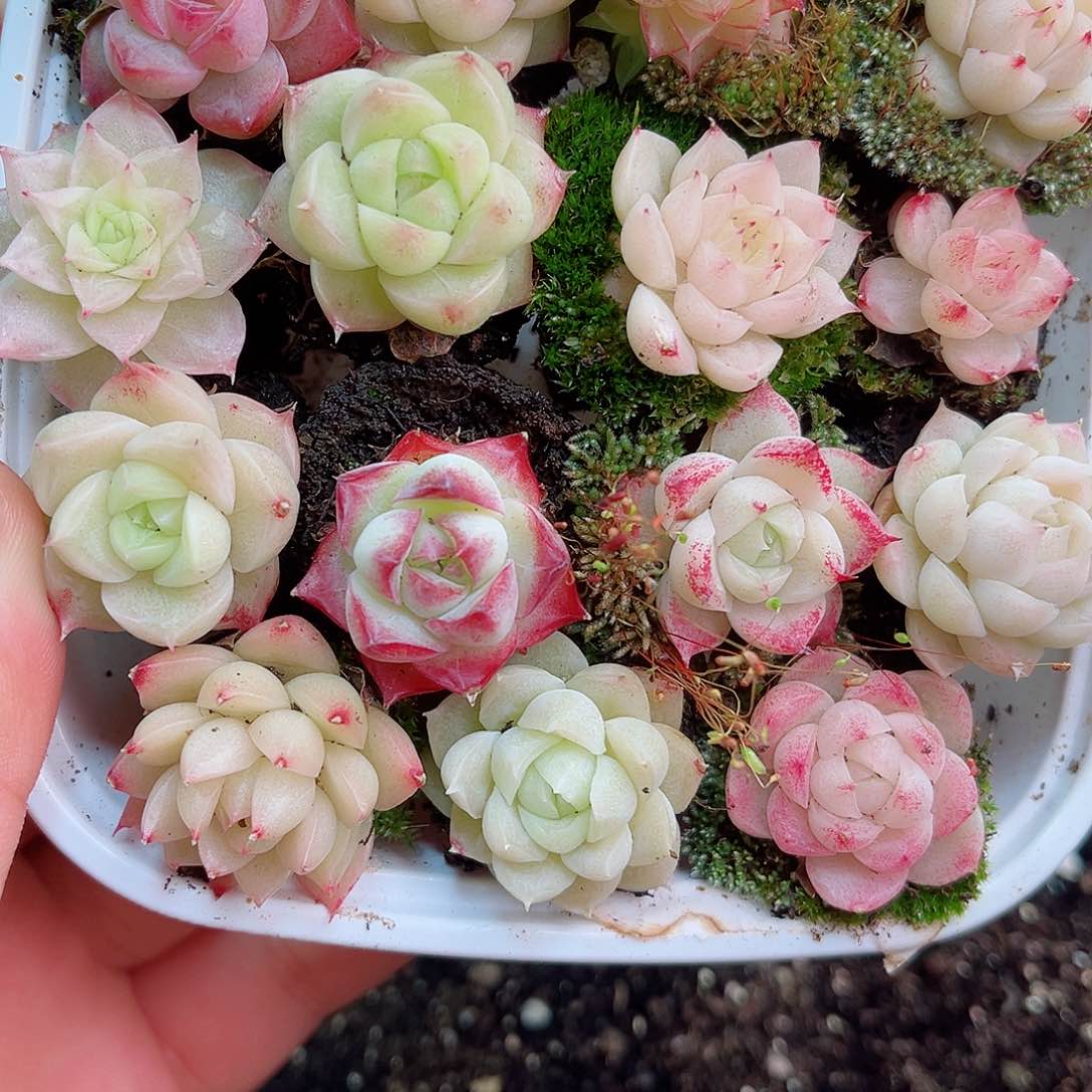 1-942 新疆西藏内蒙不发12.8包邮2-3公分多肉