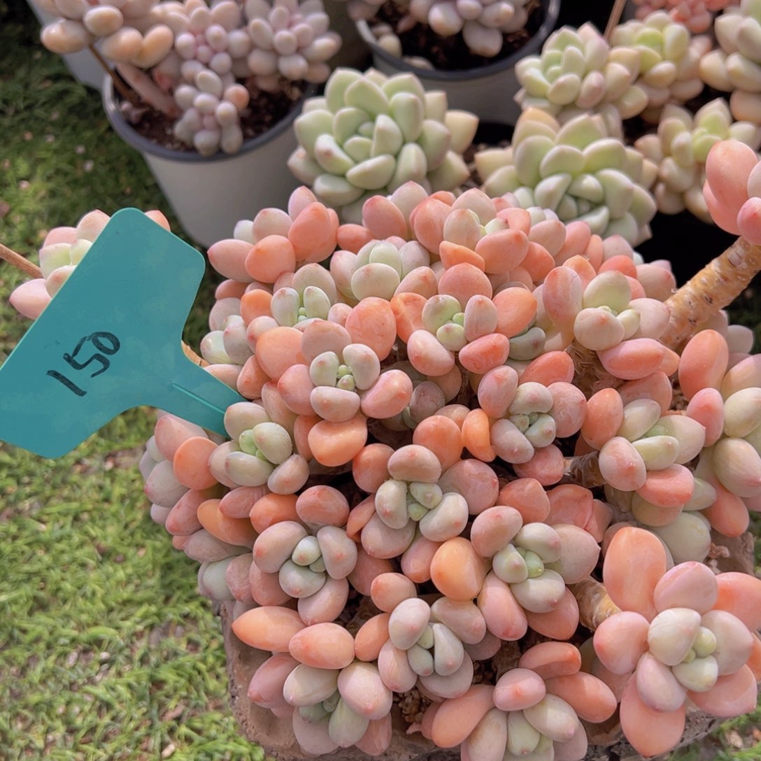 红*手香玉的故事是一个人的故事