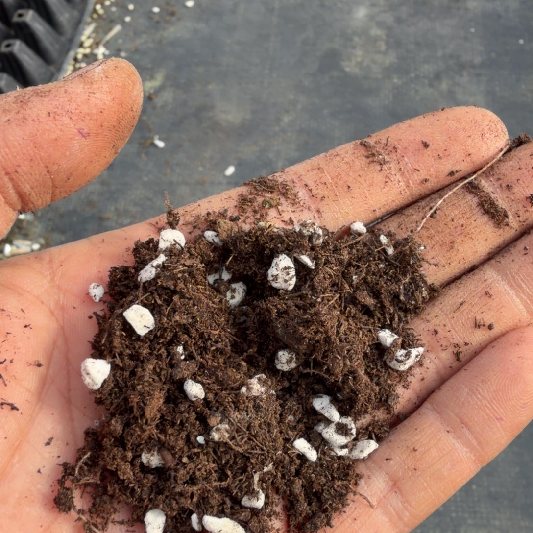 带珍珠岩进口图10l量拍