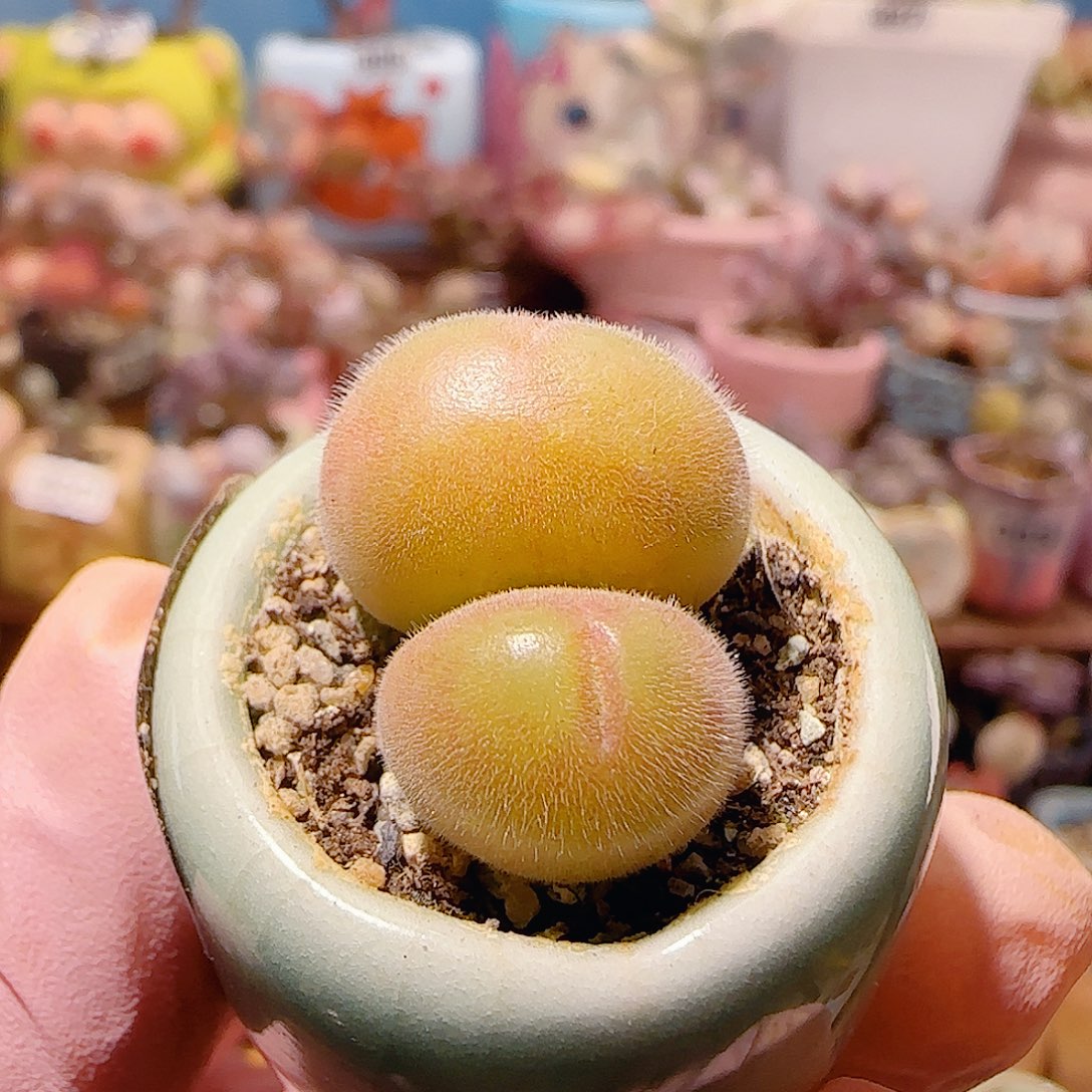 T可爱小毛翠盆口2cm