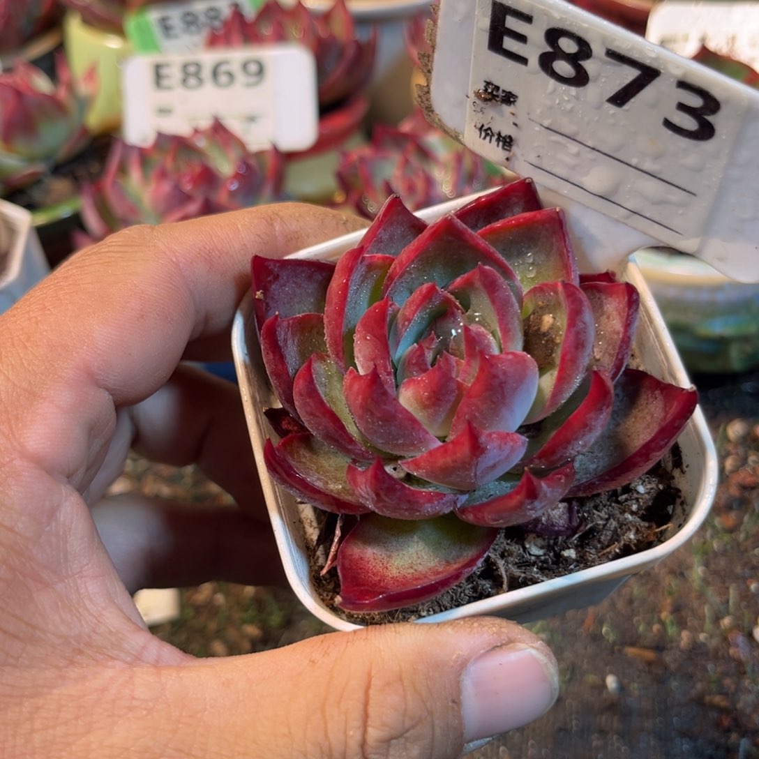 惊鸿一瞥873号多肉