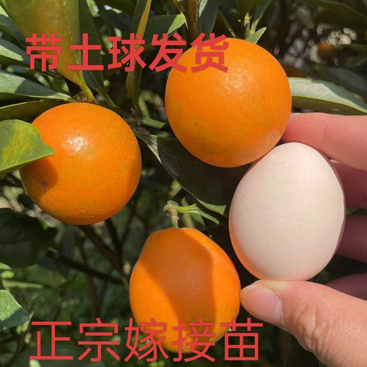 脆皮金桔四代大叶金桔四季金柑果树苗