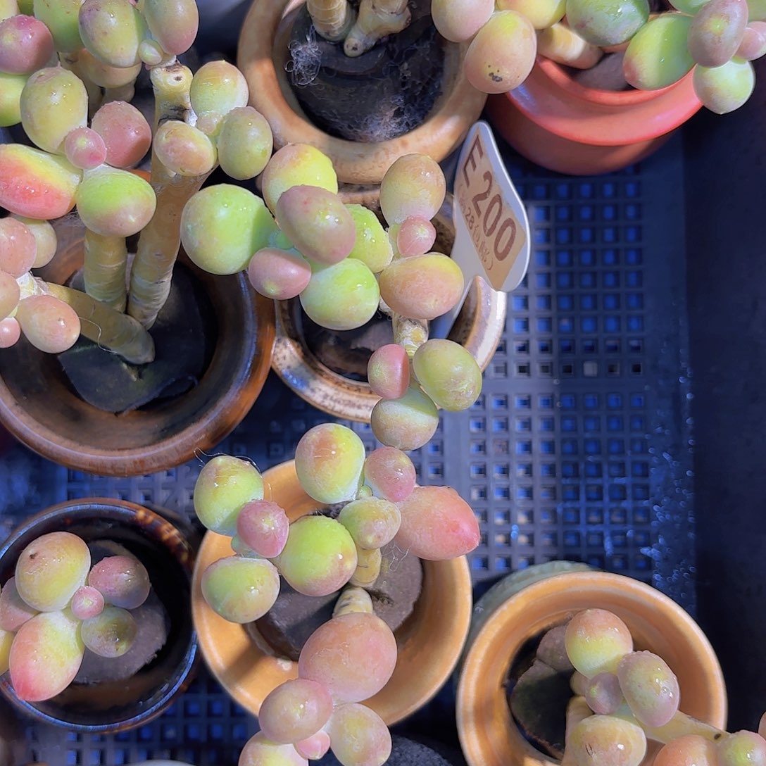 E200芒果奶一物一拍