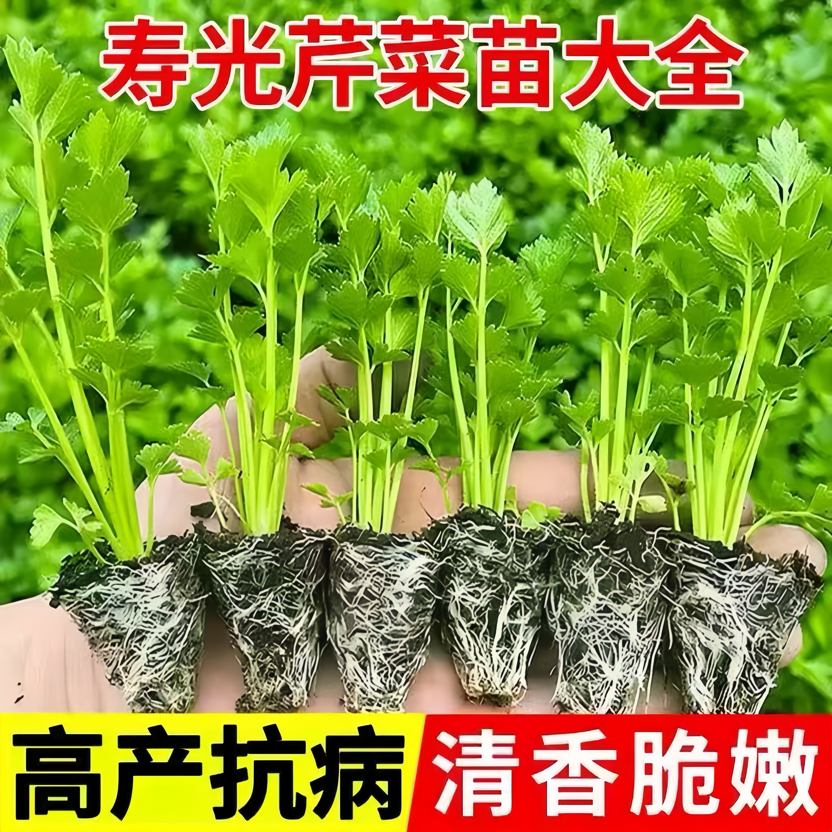 【山东寿光】耐寒越冬芹菜秧苗大全香芹皇后西芹土芹带土球阳台盆栽