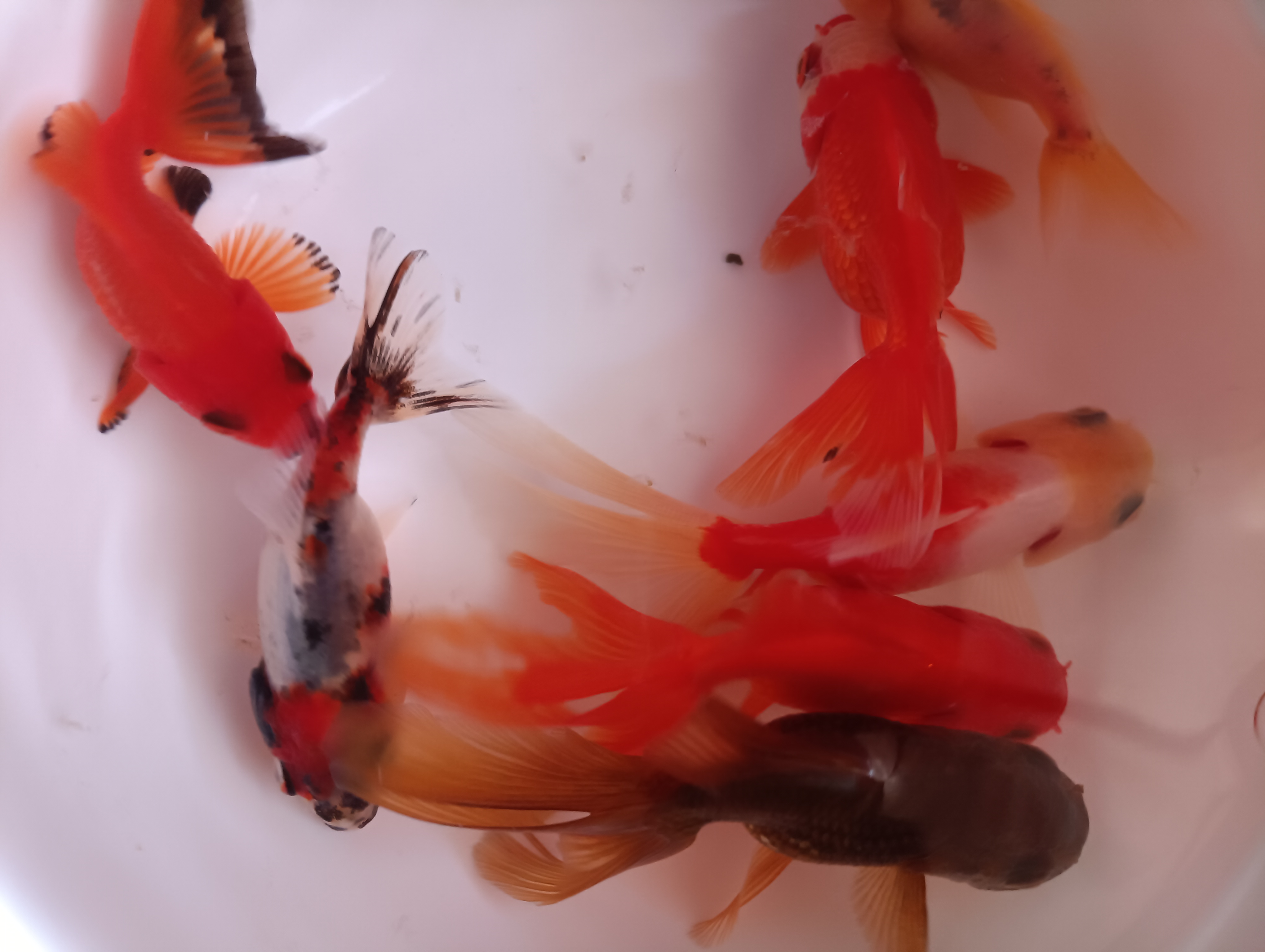 百褶泰狮元宝石观赏鱼冷水鱼