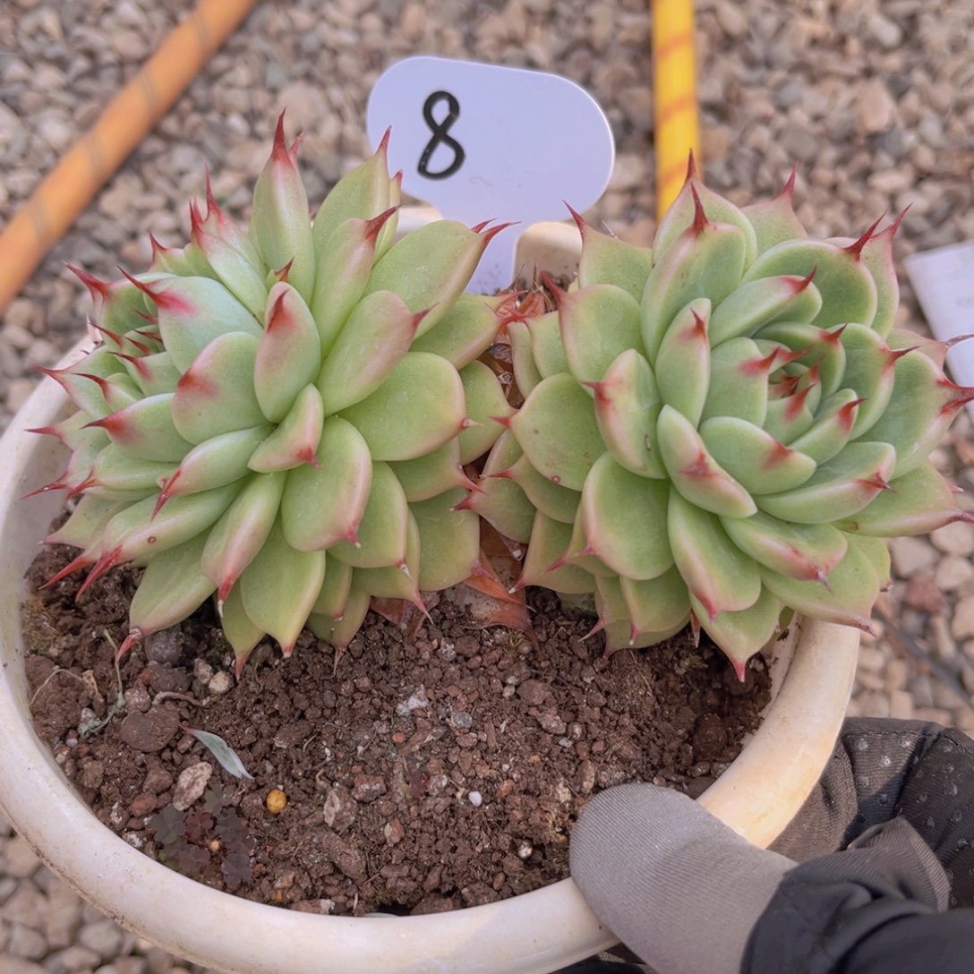 14公分托斯卡999990099