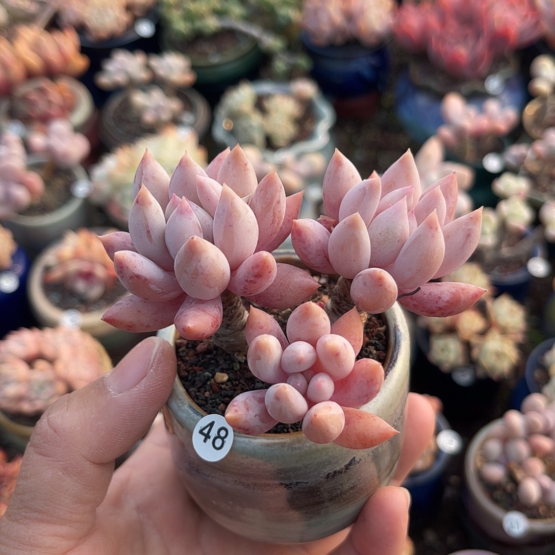 毛***）一物一拍原盆原土