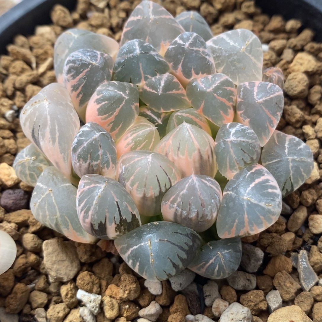 697大窗实生玉露锦一物一拍