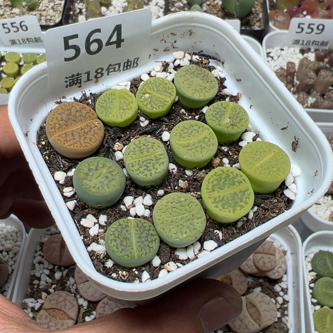 【闪购商品】 564。   