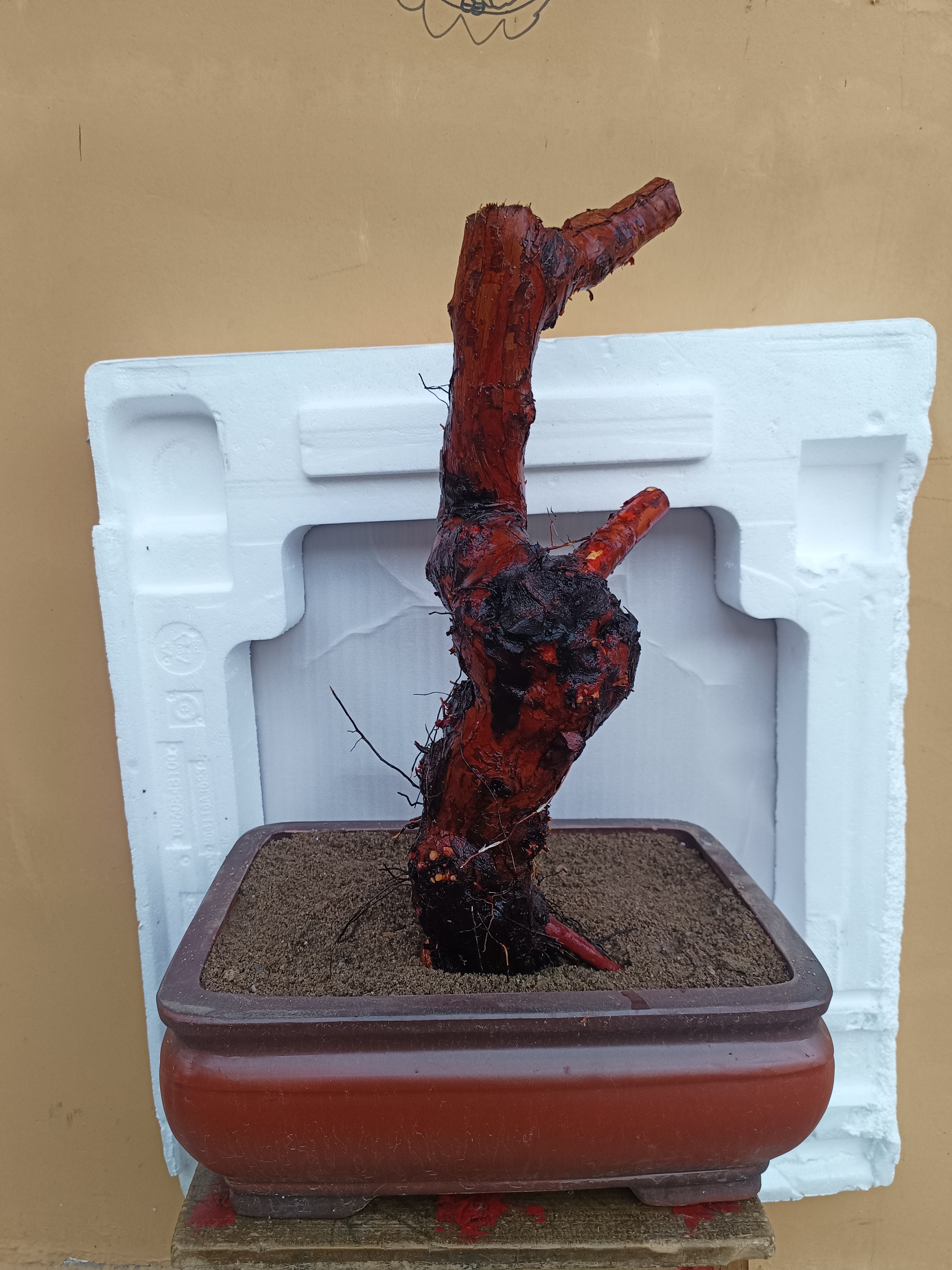 新鲜山木香下山老桩